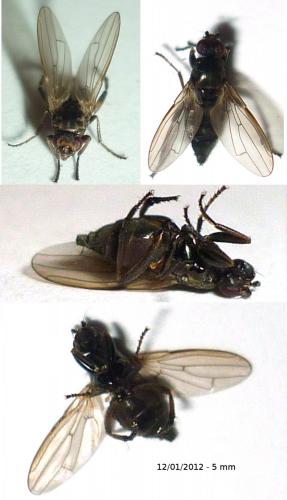 Copromyza nigrina