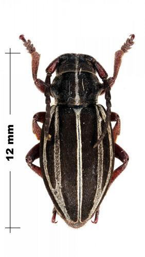 Dorcadion margheritae