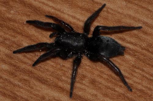 Scotophaeus sp.