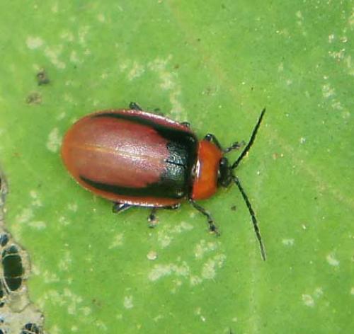 Réf. 81 982 : Asphaera sp.
