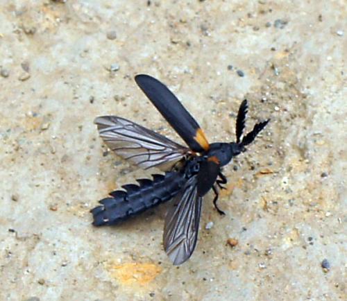 Réf. 81 820 : Vesta sp.
