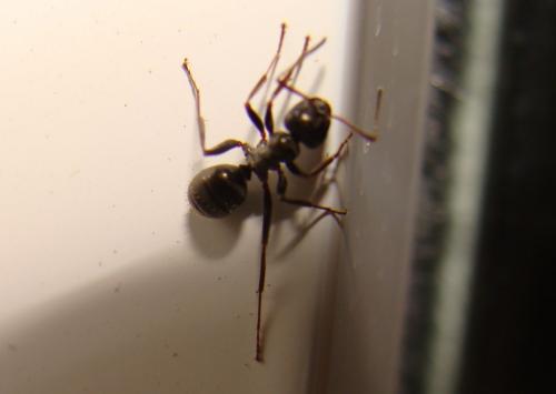 Lasius sp.