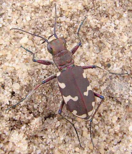 Réf. 81 007 : Cicindela hybrida