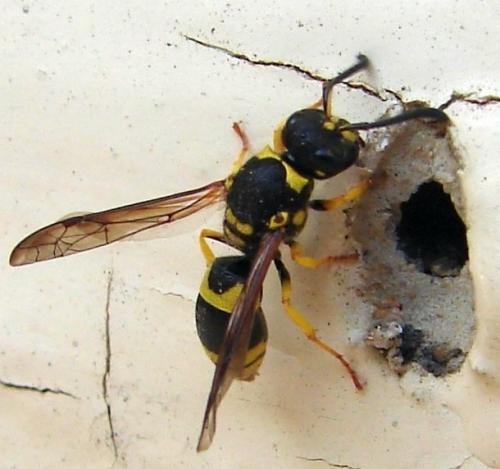Réf. 81 631 : Ancistrocerus gazella