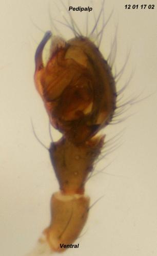 Ostearius melanopygius