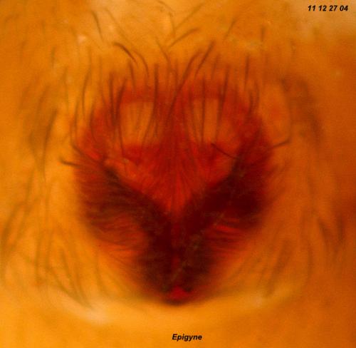 Agroeca lusatica