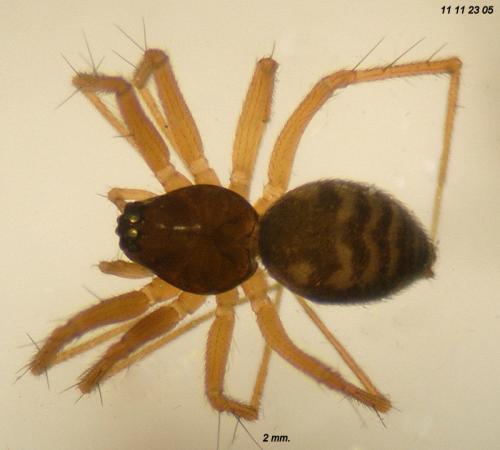 Tenuiphantes flavipes