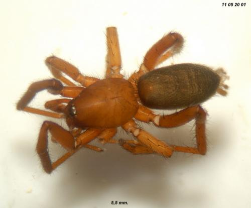 Zelotes tenuis