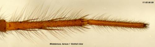 Pardosa purbeckensis