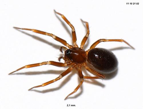 Réf. 81 137 : Trichoncus affinis