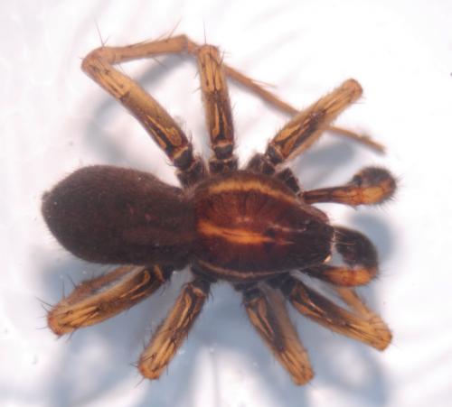 Pardosa purbeckensis