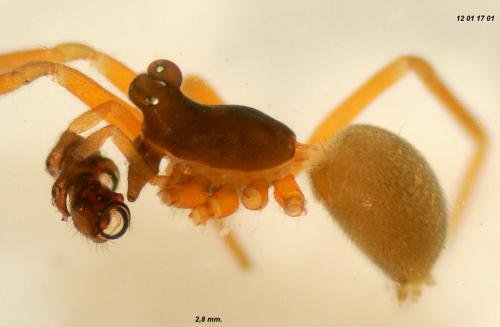 Walckenaeria capito