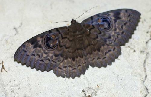 Réf. 81 989 : Erebus sp.