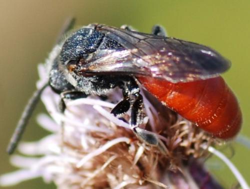 Réf. 81 194 : Sphecodes albilabris