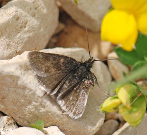 Réf. 81 714 : Metaxmeste sp.