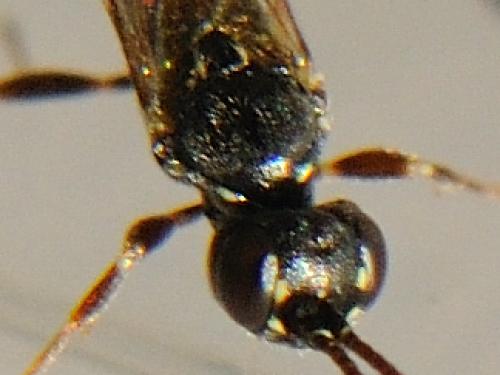 Réf. 81 118 : Phaeogenini inconnu