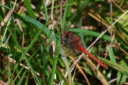 Sympetrum sanguineum
