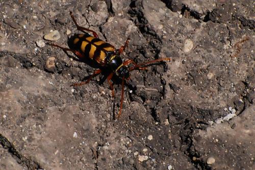 Leptura aurulenta