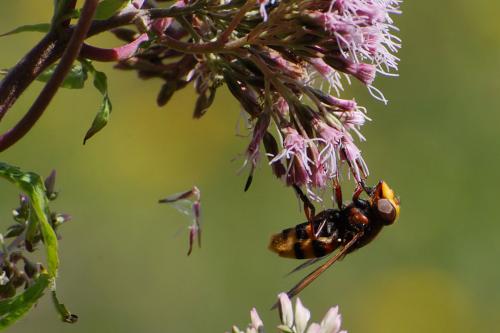 Volucella zonaria