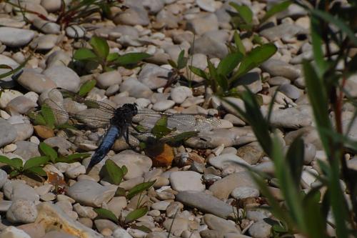 Orthetrum cancellatum