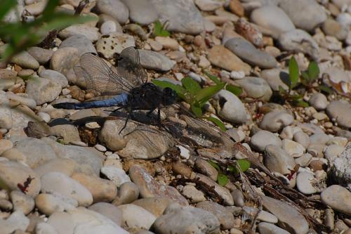 Orthetrum cancellatum