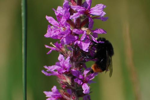 Bombus sp.