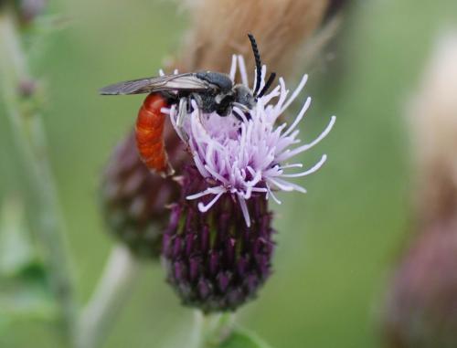 Sphecodes albilabris