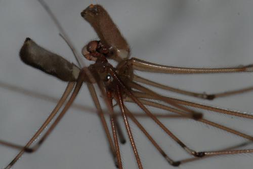 Pholcus phalangioides