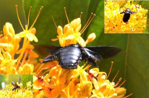 Réf. 81 346 : Xylocopa caerulea