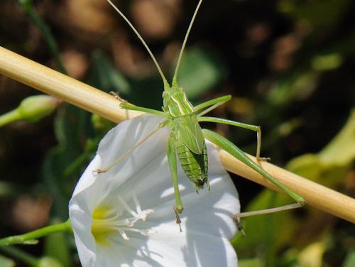 Tylopsis lilifolia