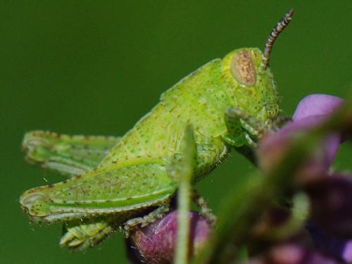 Pezotettix giornae