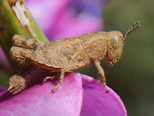 Pezotettix giornae