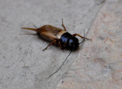 Gryllus sp.