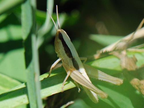 Euchorthippus sp.