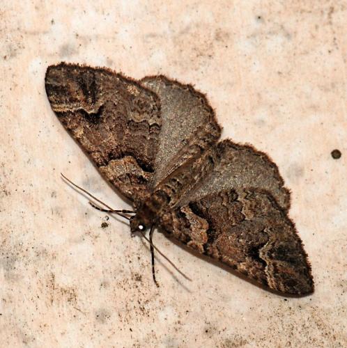 Réf. 81 526 : Catarhoe basochesiata
