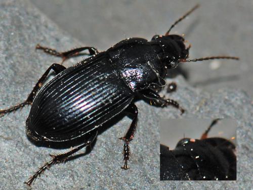 Réf. 81 754 : Harpalus sp.