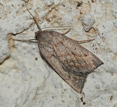 Chemerina caliginearia