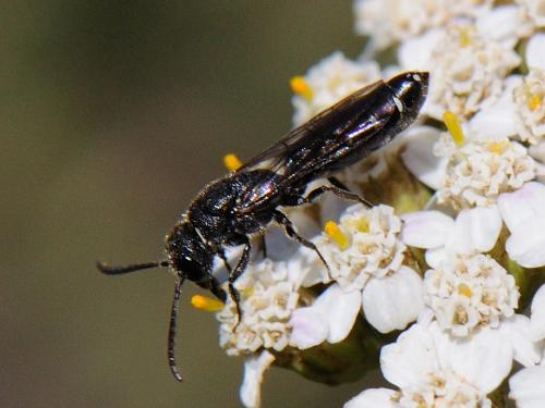 Réf. 81 404 : Sapygina decemguttata