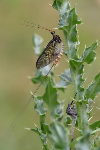 Ephemera danica