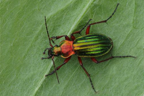 Réf. 81 685 : Carabus auronitens auronitens