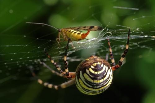 Argiope bruennichi
