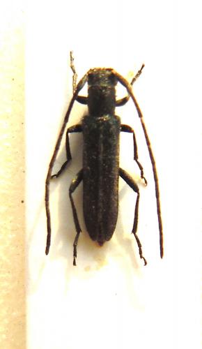 Opsilia molybdaena