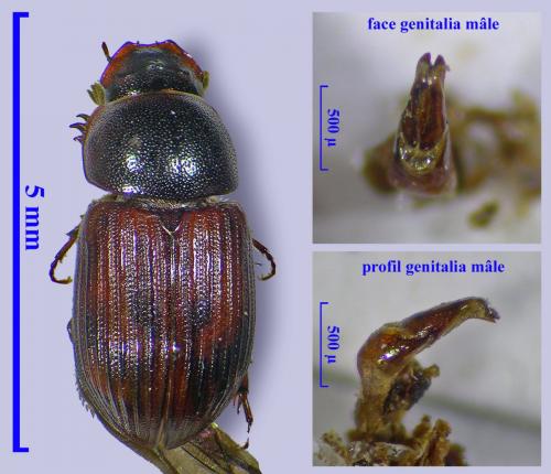 Limarus zenkeri