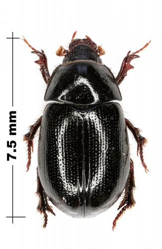 Hybosorus illigeri