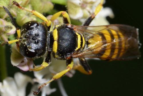 Ectemnius lituratus