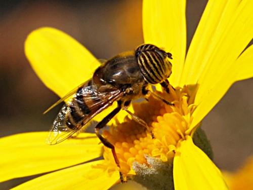 Réf. 81 133 : Eristalinus taeniops