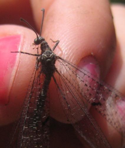 Réf. 81 938 : Neuroleon nemausiensis