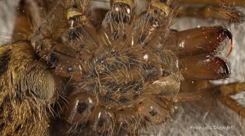 Tegenaria sp.