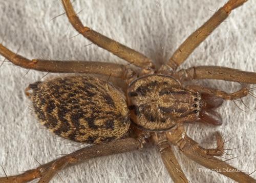 Tegenaria sp.