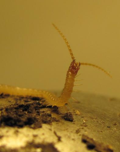 Réf. 81 677 : Geophilus flavus
